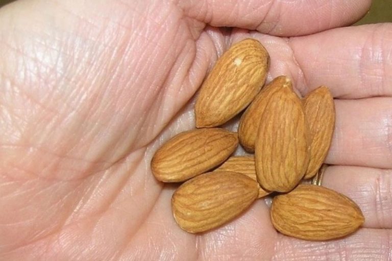 5 שקדים ביום היתרונות הבריאותיים המפתיעים שיפתיעו אתכם מהממת
